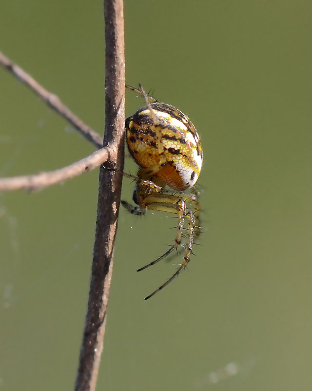 Mangora acalypha   -   L''Aquila